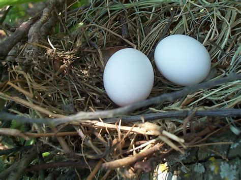 Mourning Dove Eggs | Mourning dove eggs, Mourning dove, Doves