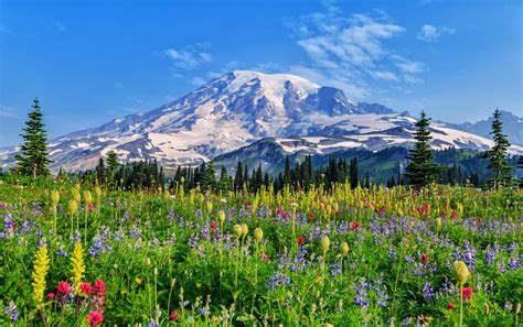 The Complete Guide to Camping in Mount Rainier National Park - Beyond The Tent