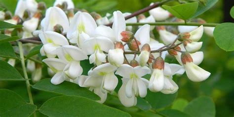 Robinia pseudoacacia - description and flowering period, general distribution, seasonal development