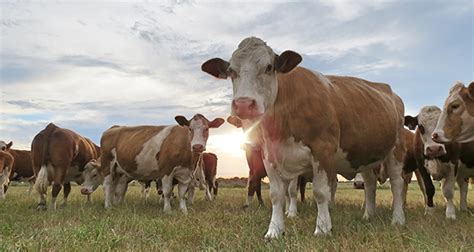 Traditional Simmentals | Simmental Australia