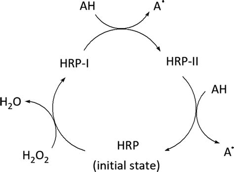 The horseradish smile: Demonstrating characteristic reactions of peroxidase in a visually ...