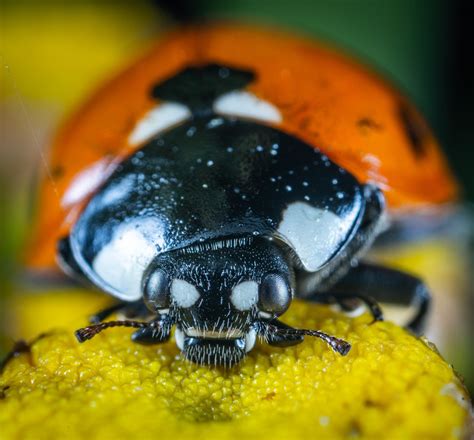 Macro Photography: 20 Closeup Photos of Ladybugs | Macro photography ...