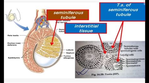 Testis Histology Diagram