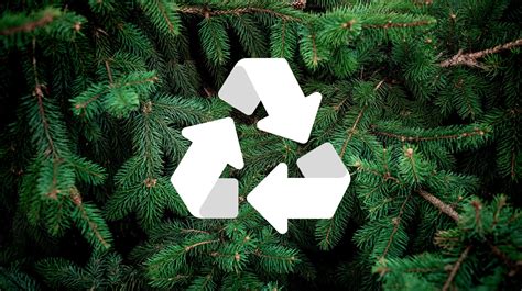 Dec. 26 is coming. Here’s how to recycle your Christmas tree | Milford LIVE! – Local Delaware ...