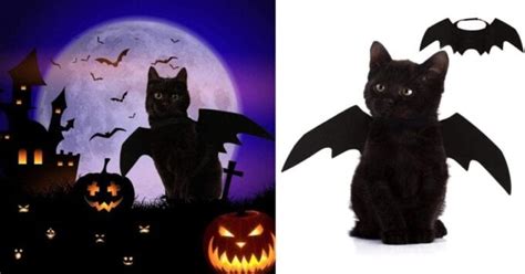 You Can Get A Halloween Costume That’ll Turn Your Cat Into A Bat and It ...