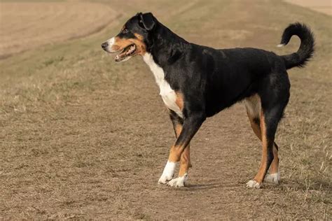 Entlebucher Mountain Dog | Breed Info, Guide & Care