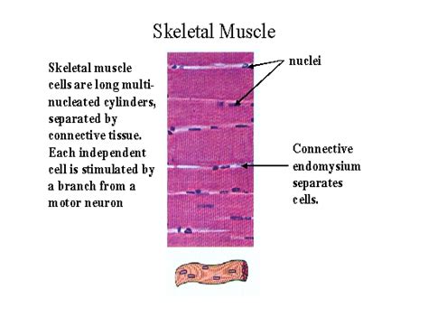 BIOL 237 Class Notes - Muscle Structure