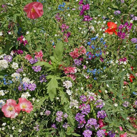 Partial Shade Wild Flower Seed Mix For Planting Outdoors