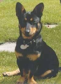 Lancashire Heeler Dog Breed Pictures, 1