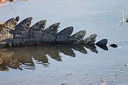 Category:Crocodilia anatomy - Wikimedia Commons