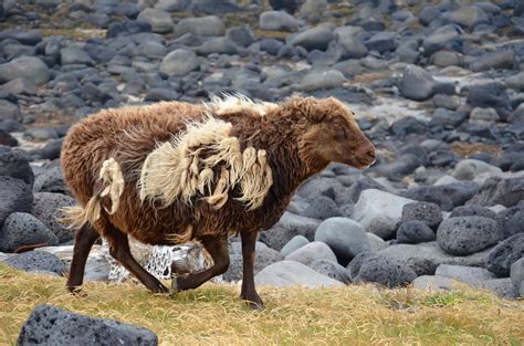 KuKu Campers - Iceland: History, People, Economy, Fun facts and more