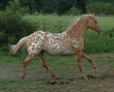 Most Beautiful Horses, Animals Beautiful, Farm Animals, Cute Horses, Funny Horses