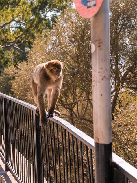 Safety Tips & Interesting Facts About Gibraltar Monkeys - No Hurry To Get Home