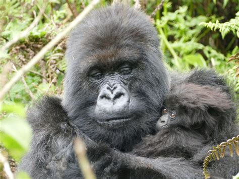 5TF: Gorilla Infancy - Dian Fossey Gorilla Fund - Infant Gorillas