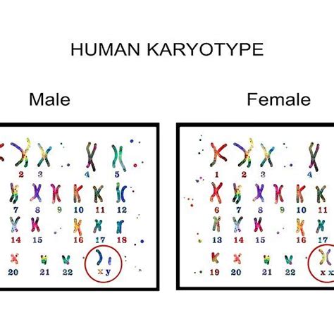 ‘Human karyotype, Male and Female chromosome’ by Rosaliartbook | Chromosome, Biology lessons ...