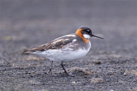 Red-necked Phalarope - St. Paul Island Tour