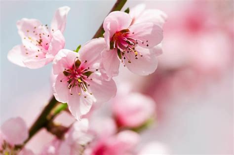 Peach Blossom Meaning and Symbolism - Petal Republic