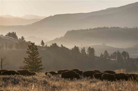 Yellowstone National Park prepares new Interagency Bison Management Plan | Explore Big Sky