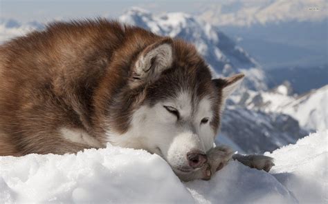 Alaskan Malamute Wallpapers - Wallpaper Cave