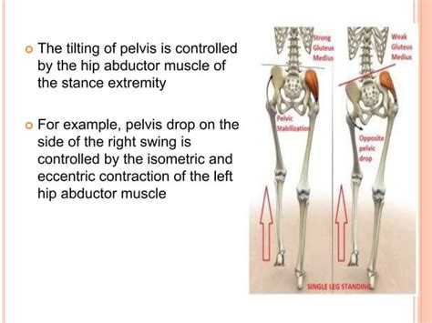 Waddling gait- definition|role of muscle|gait analysis|kinematic and ...