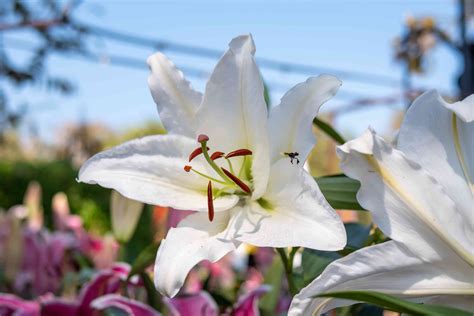 How to Grow and Care for Easter Lily