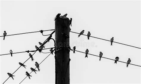 Birds on a Wire stock image. Image of bright, watching - 157674031