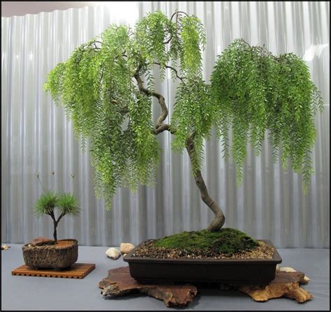 Types of Bonsai Trees - Bonsai Tree Gardener