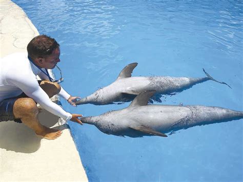 Dolphin Trainer, Cozumel | Lomas Travel