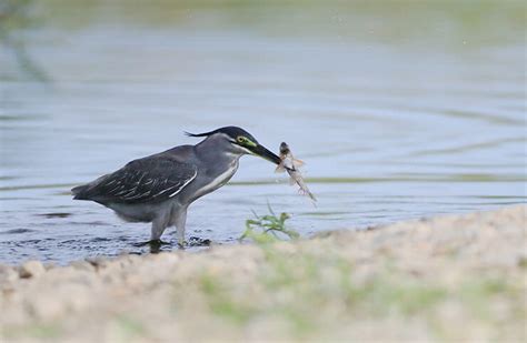 The Striated Heron (Butorides striata) - A Stealthy Fish Hunter