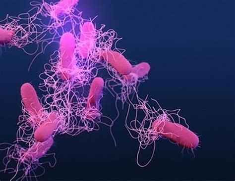 Improved Tracking of Salmonella Food-Poisoning Outbreaks With New DNA Test