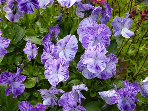 Purple flowers with white stripes on the flowerbed free image download