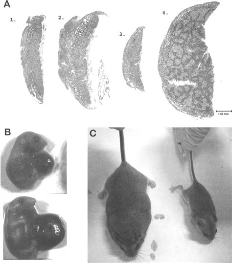 Peromyscus interspecfic growth phenotyopes. A) Stained cross sections ...