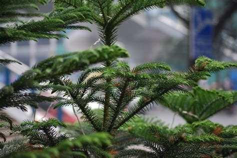 Norfolk Island Pine Tree Free Stock Photo - Public Domain Pictures