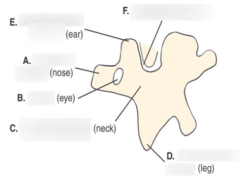 Scottie Dog (anatomy) Diagram | Quizlet