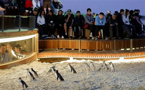 Book Phillip Island Penguin Parade Tickets [Updated 2021]