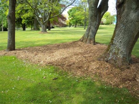 Grass For Shade: Growing a Good Lawn in Shady Areas | Lawns For You