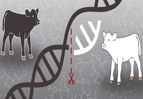 Bacterial DNA found in gene-edited dairy cow could slow development of more CRISPR animals ...