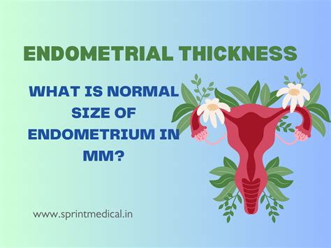 Endometrial Thickness: What is Normal Size of Endometrium in mm? | Sprint Medical