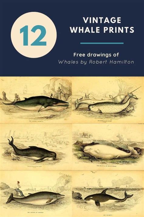 A wonderful collection of vintage whale drawings by Robert Hamilton. All these fabulous antique ...