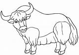 50  Yak Coloring Pages Free Printable PDF JPG PNG & Online sketch template