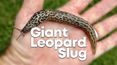 Watch how long this Giant Leopard Slug can stretch! - YouTube