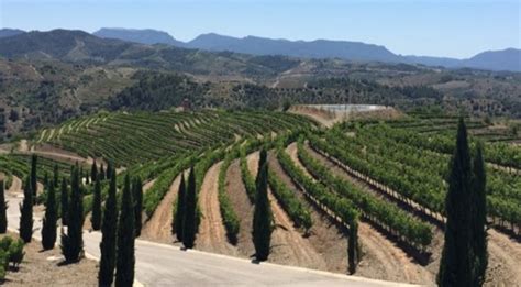 Priorat wines: discover the taste of an unique wine - Winenium