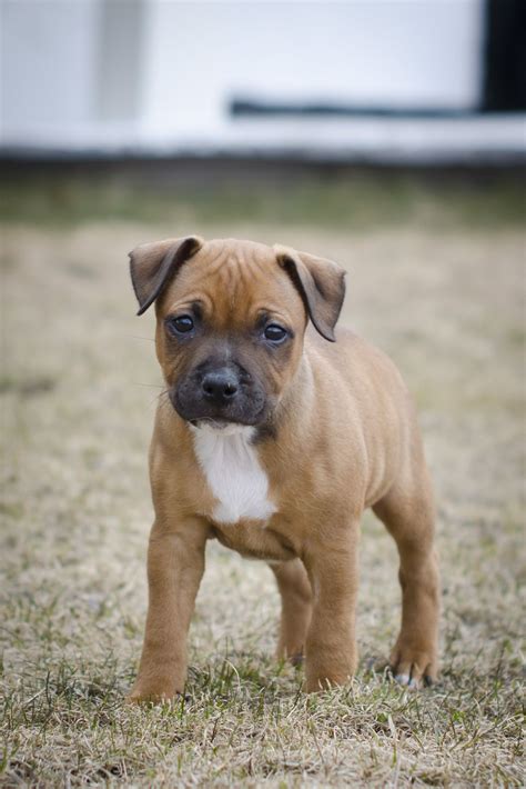 My Staffie pooch 8 weeks