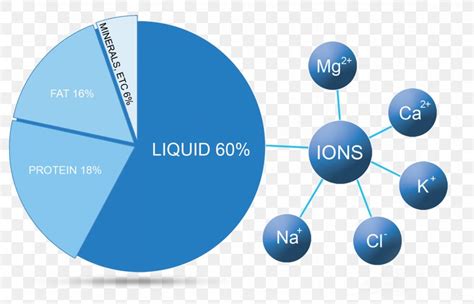 4 Reasons Why Electrolytes are Essential for the Body – Boot Camp & Military Fitness Institute