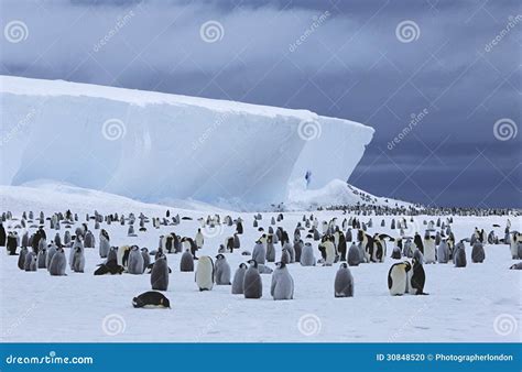 Emperor Penguin Aptenodytes Forsteri Colony Iceberg Stock Photos - Free & Royalty-Free Stock ...