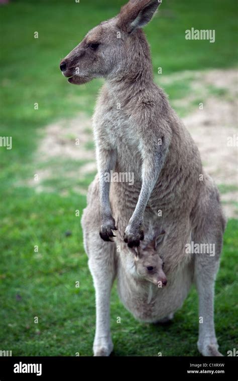 Wildlife murramarang national park hi-res stock photography and images - Alamy