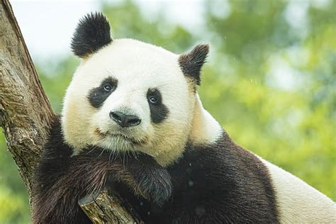 Sleepy Panda Stock Photos, Pictures & Royalty-Free Images - iStock