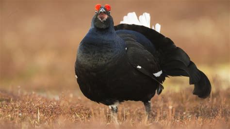 Black grouse site cleared to help mating ritual - BBC News