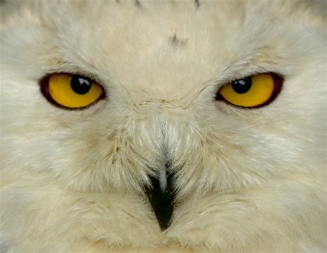 Snowy Owl | Galloway Wildlife Conservation Park. | Digital Zoo | Flickr