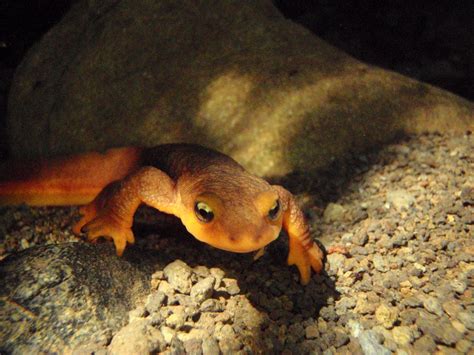 Newts | Gary Bucciarelli